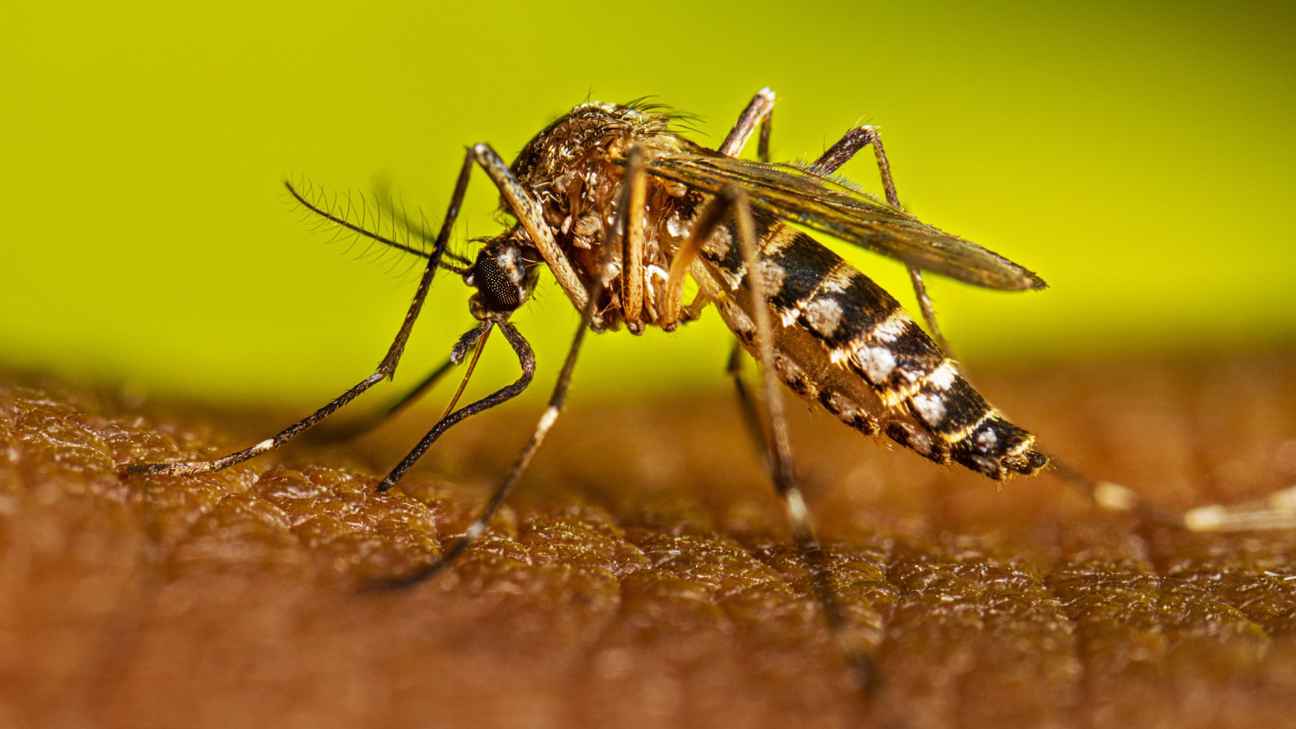 Inside Google’s Project: Fighting Aedes Aegypti with AI